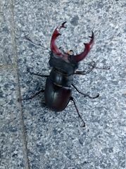 Lucanus cervus