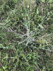 Xeranthemum cylindraceum