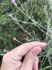 Xeranthemum cylindraceum