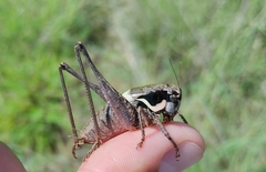 Pholidoptera pustulipes