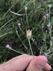 Xeranthemum cylindraceum