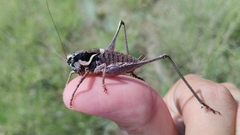 Pholidoptera pustulipes