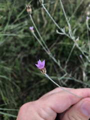 Xeranthemum cylindraceum