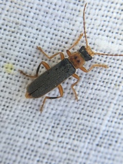 Cantharis lateralis
