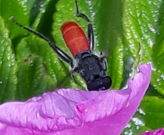 Xylota bicolor