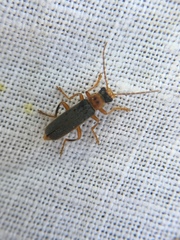 Cantharis lateralis