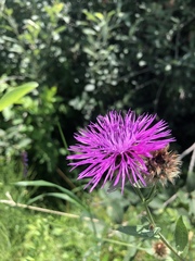 Centaurea nervosa