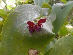 Pleurothallis cardiothallis