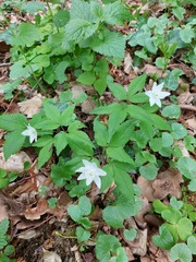 Anemonoides trifolia