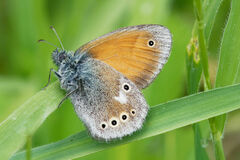 Coenonympha rhodopensis