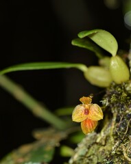 Bulbophyllum analamazoatrae image