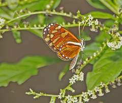 Ithomia heraldica