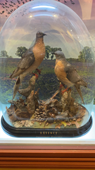 Ectopistes migratorius