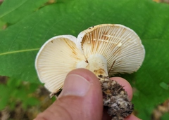 Lactifluus subvellereus
