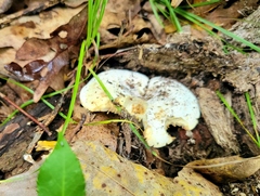 Lactifluus subvellereus