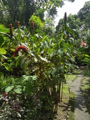 Costus lima