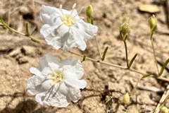 Stylisma pickeringii pattersonii