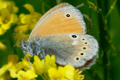 Coenonympha rhodopensis