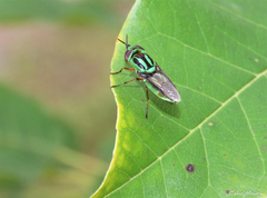 Hedriodiscus pulcher