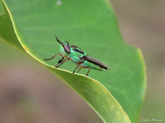 Hedriodiscus pulcher