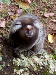 Callithrix jacchus × penicillata