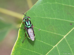 Hedriodiscus pulcher