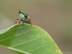 Hedriodiscus pulcher