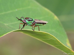 Hedriodiscus pulcher