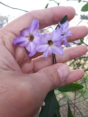 Solanum amygdalifolium
