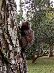 Callithrix jacchus × penicillata