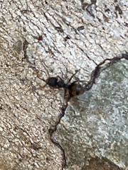 Dolichoderus bispinosus