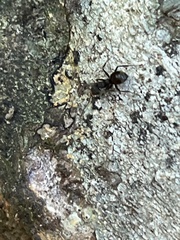 Dolichoderus bispinosus