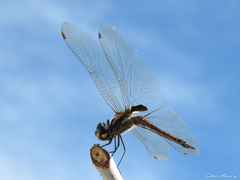 Tramea cophysa