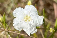 Stylisma pickeringii pattersonii