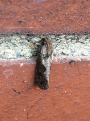 Acrolophus popeanella