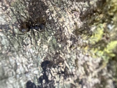 Dolichoderus bispinosus