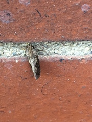 Acrolophus popeanella