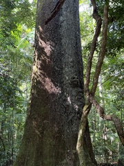 Bertholletia excelsa