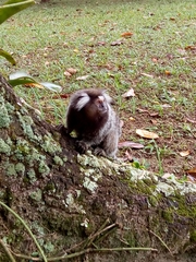 Callithrix jacchus × penicillata