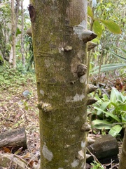 Zanthoxylum martinicense