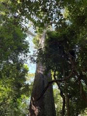 Bertholletia excelsa