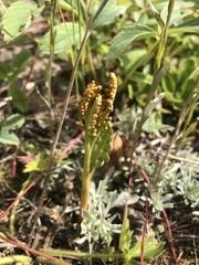 Botrychium hesperium