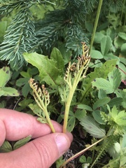 Botrychium hesperium