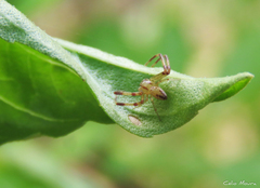 Misumenops maculissparsus