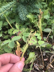 Botrychium hesperium