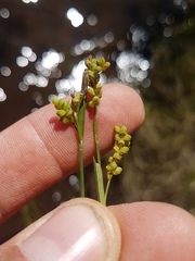 Carex garberi