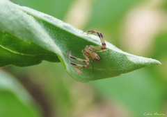 Misumenops maculissparsus