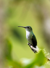 Elliotomyia chionogaster