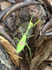 Stagmatoptera supplicaria