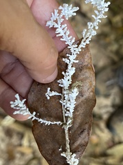 Brunneocorticium corynecarpon